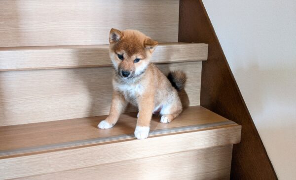 階段にいる柴犬
